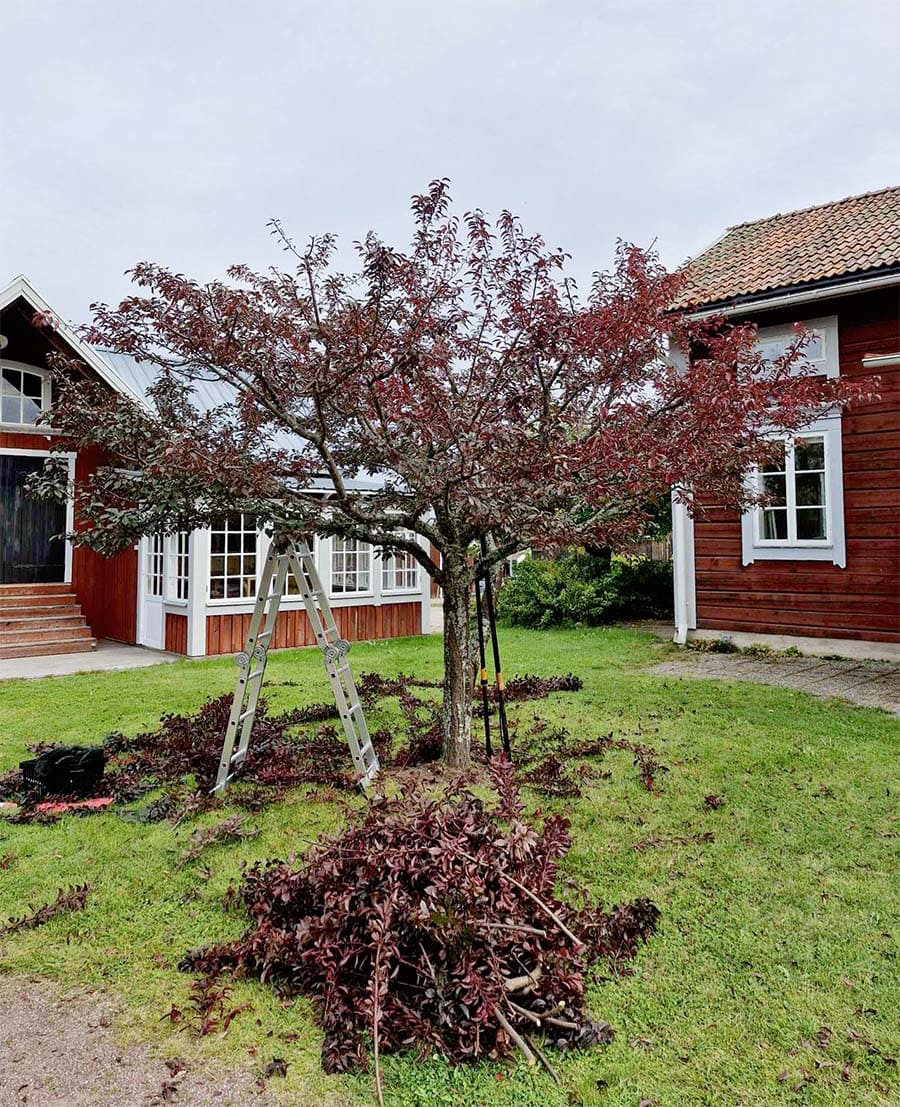 Trädgårdstjänster, beskärning | Bäsna Trädgård Trädgårdstjänster, beskärning | Bäsna Trädgård