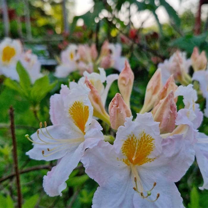 Rododendron, azalea och barrväxter  |  Bäsna Trädgård